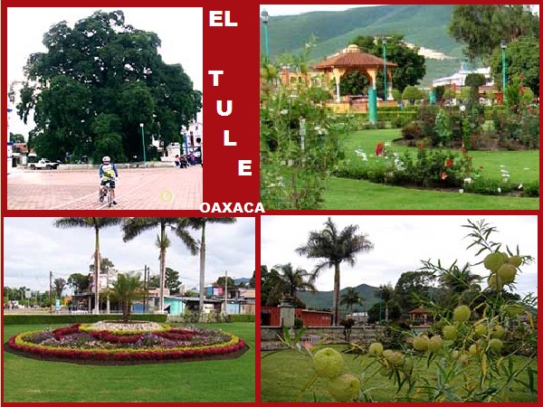 Cicloturismo en Santa Máría del Tule, Ahuehuete Milenario y Kiosco y jardínes. Estado de Oaxaca
