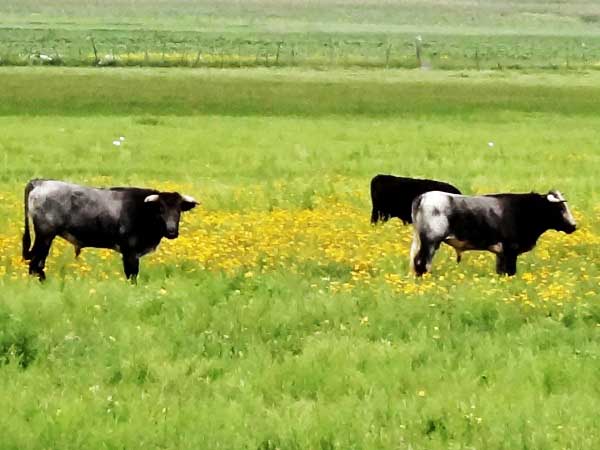 Toros de lidia en pastizales, ruta ciclista MTB Hacienda La Laguna-Tenexac, Estado de Tlaxcala