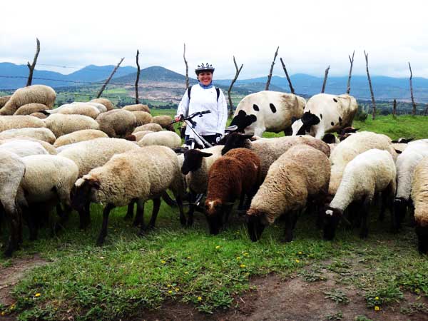 Cicloturista MTB con ganado bovino, ruta La Laguna-Tenexac, Estado de Tlaxcala