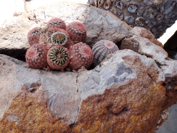 Cactus en el interior de una roca geodesa, Real de Asientos, Ags.