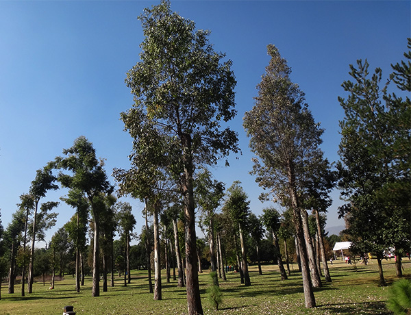 Bosque de eucaliptos,  Parque Ecoturístico Xochitla