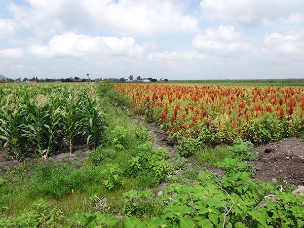 Senderismo por campos de cultivo de maíz y amaranto, ruta a Tecajec, municipio de Yecapixtla Estado de Morelos