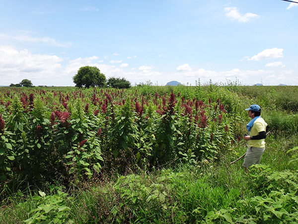 Senderista y campos de cultivo de amaranto, ruta al acueducto y puentes de Tecajec, Yecapixtla Estado de Morelos