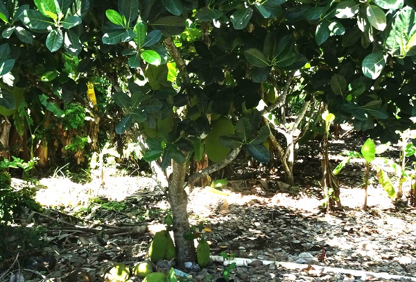 Plantío de fruta YACA, carretera San Blas- Nayarit