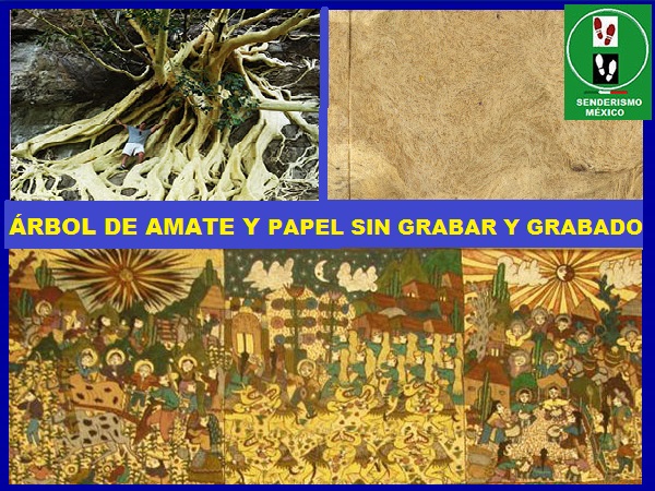 ärbol de amate amarillo y sus usos en la elaboración de papel y grabados ancestrales. Senderismo México en fotos