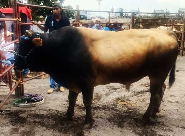 Ejemplar de toro de reparo para el Jaripeo. El Paradero Amayuca Estado de Morelos Méx