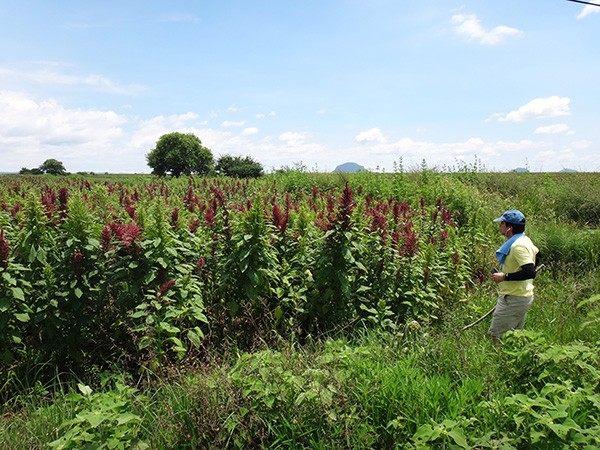 Senderista y campos de cultivo de amaranto, ruta al acueducto y puentes de Tecajec, Yecapixtla Estado de Morelos